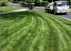 Lawn Care Tips